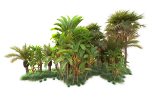 Tropical forest isolated on transparent background. 3d rendering - illustration png