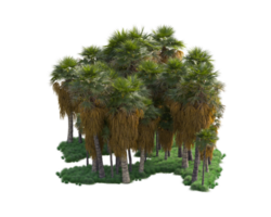 Tropical forest isolated on transparent background. 3d rendering - illustration png