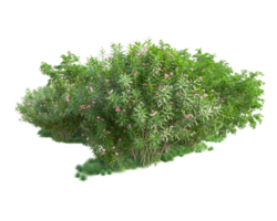 Tropical forest isolated on transparent background. 3d rendering - illustration png