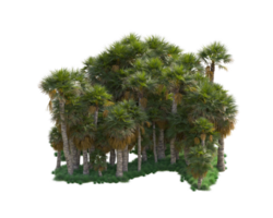 Tropical forest isolated on transparent background. 3d rendering - illustration png