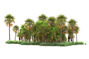 Tropical forest isolated on transparent background. 3d rendering - illustration png