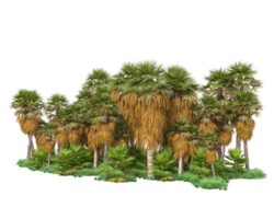 Tropical forest isolated on transparent background. 3d rendering - illustration png