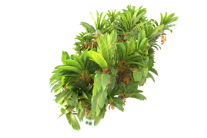 tropical floresta isolado em transparente fundo. 3d Renderização - ilustração png