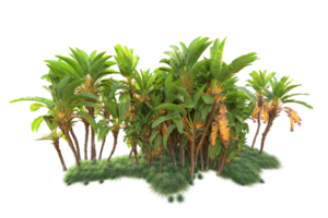 Tropical forest isolated on transparent background. 3d rendering - illustration png