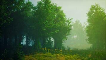 A misty forest with dense foliage and towering trees photo