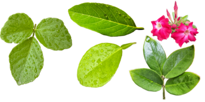 leafs and flowers on a transparent background png