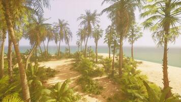 A picturesque tropical beach with lush palm trees photo