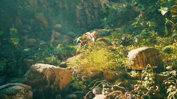 un lozano verde bosque lleno con un montón de plantas foto