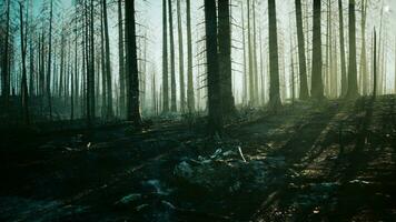 A devastated forest after a fire photo