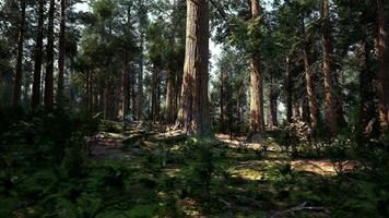 A dense forest with towering trees photo