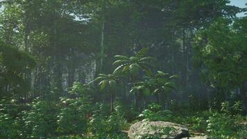 dentro un selva cubierto en brillante verde musgo foto