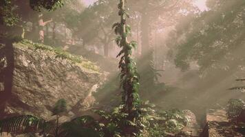 Dense Tropical Rainforest With Morning Fog photo