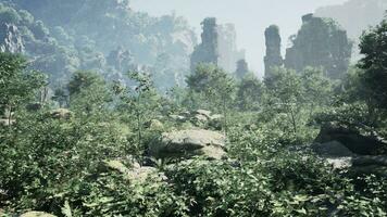 A large rock in the middle of a forest photo