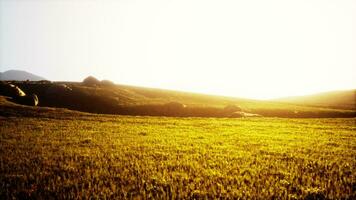 Green meadow on the background of the mountains photo