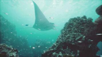 Manta ray filter feeding above a coral reef in the blue Komodo waters photo