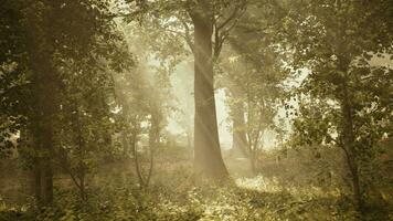 vista panorámica del majestuoso bosque siempreverde en una niebla matutina foto