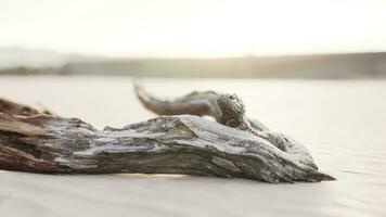 piece of an old root is lying in the sand of the beach photo