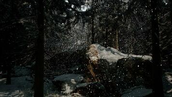 Winter forest in the snow photo