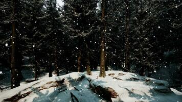 bosque de invierno en la nieve foto