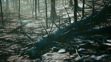 Destroyed tropical rainforest in Amazonia photo