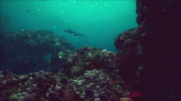 Sea or ocean underwater coral reef photo