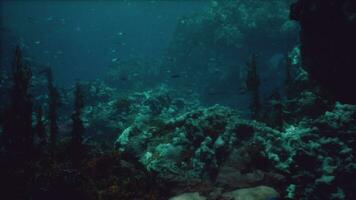 Sea or ocean underwater coral reef photo