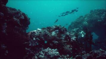 Shallow ocean floor with coral reef and fish photo