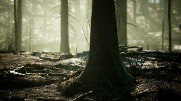 Broken trees in woods after bombing or artillery fire photo