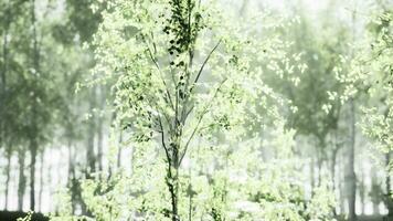 Sunset or dawn in a spring birch forest with bright young foliage photo