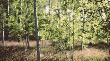 birch forest in sunlight in the morning photo