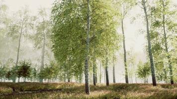 The last rays of the sun filter through the birch forest photo