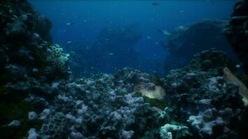 Sea or ocean underwater coral reef photo