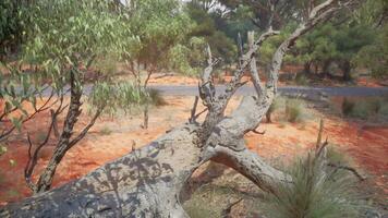 Hiking trail through the bush at Western Australia photo