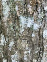 Tree bark background texture photo