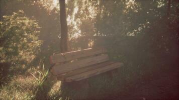 Sunset beams in tree forest with wooden bench photo