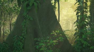 australian rainforest at late afternoon with sun rays breaks through the trees photo
