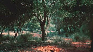 sabana prado y el bosque foto