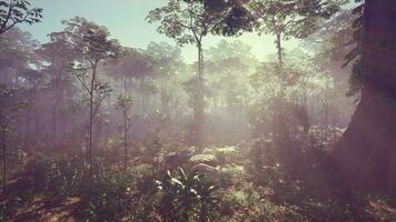 morning sunlight mist fog in park photo