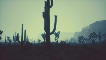 Sunset view of the Arizona desert with Saguaro cacti and mountains photo