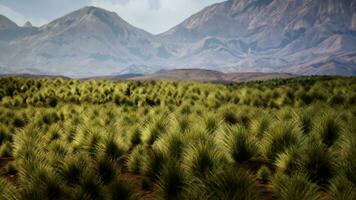 Bush in semi desert large wasteland photo