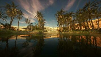 Palm trees in desert Liwa dunes photo