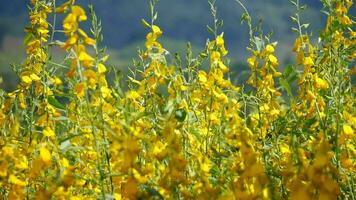 fält sunhemp är en tropisk asiatisk växt den björnar gul blommor och förlänga, alternativ löv, fält av gul blommor, de skön landskap av en gul sunn hampa fält video