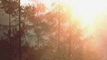 Bright sunburst breaking through pine foliage photo