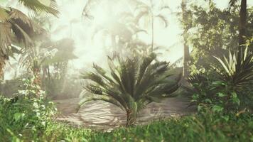 Brilliant sun rays shining through exotic palm tree photo