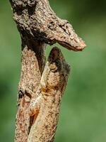 The lizard was hiding in a dry tree branch. Close-up view. photo