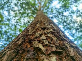 Close up of the large tree trunk in the photo from below. bar pattern texture