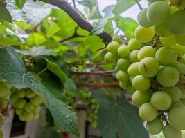 close up of green grapes in the home garden. for green grapes background photo