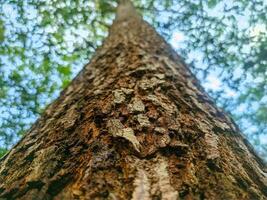 Close up of the large tree trunk in the photo from below. bar pattern texture