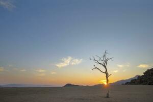 Lone dead acasia tree at sunrise photo