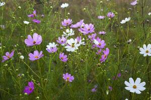 flores de cosmos rosas y blancas foto